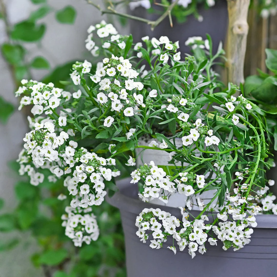 Organic Alyssum Seeds — 'Sweet White' - Image 7