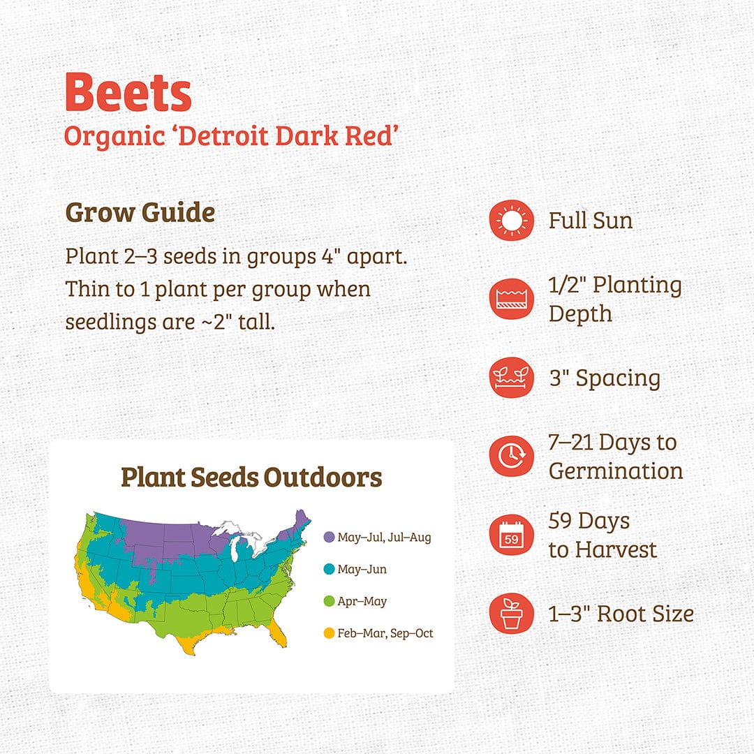 Organic Beet Seeds — 'Detroit Dark Red' - Image 3