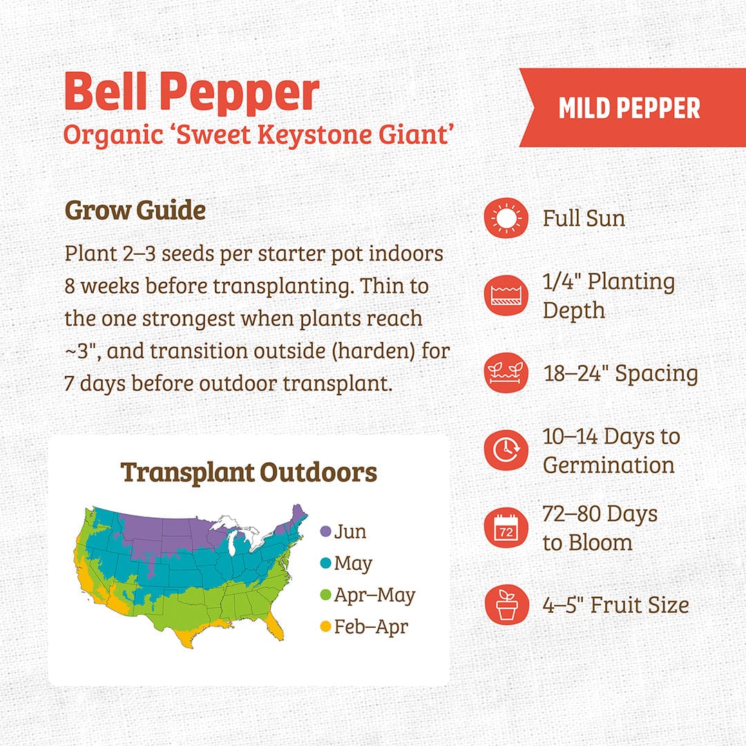 Organic Bell Pepper Seeds — 'Keystone Giant' - Image 3