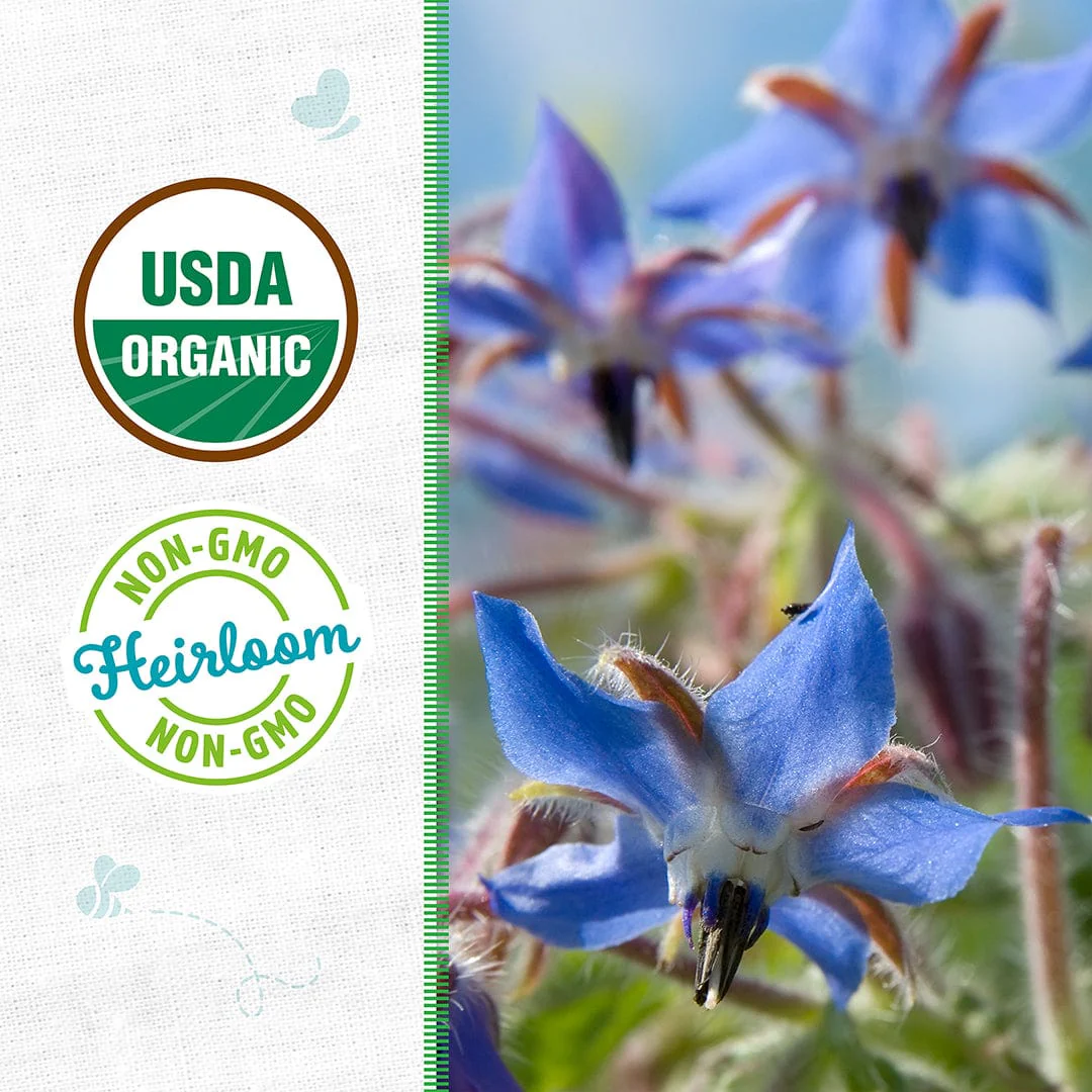 Organic Borage Seeds — 'Blue Starflower' - Image 2
