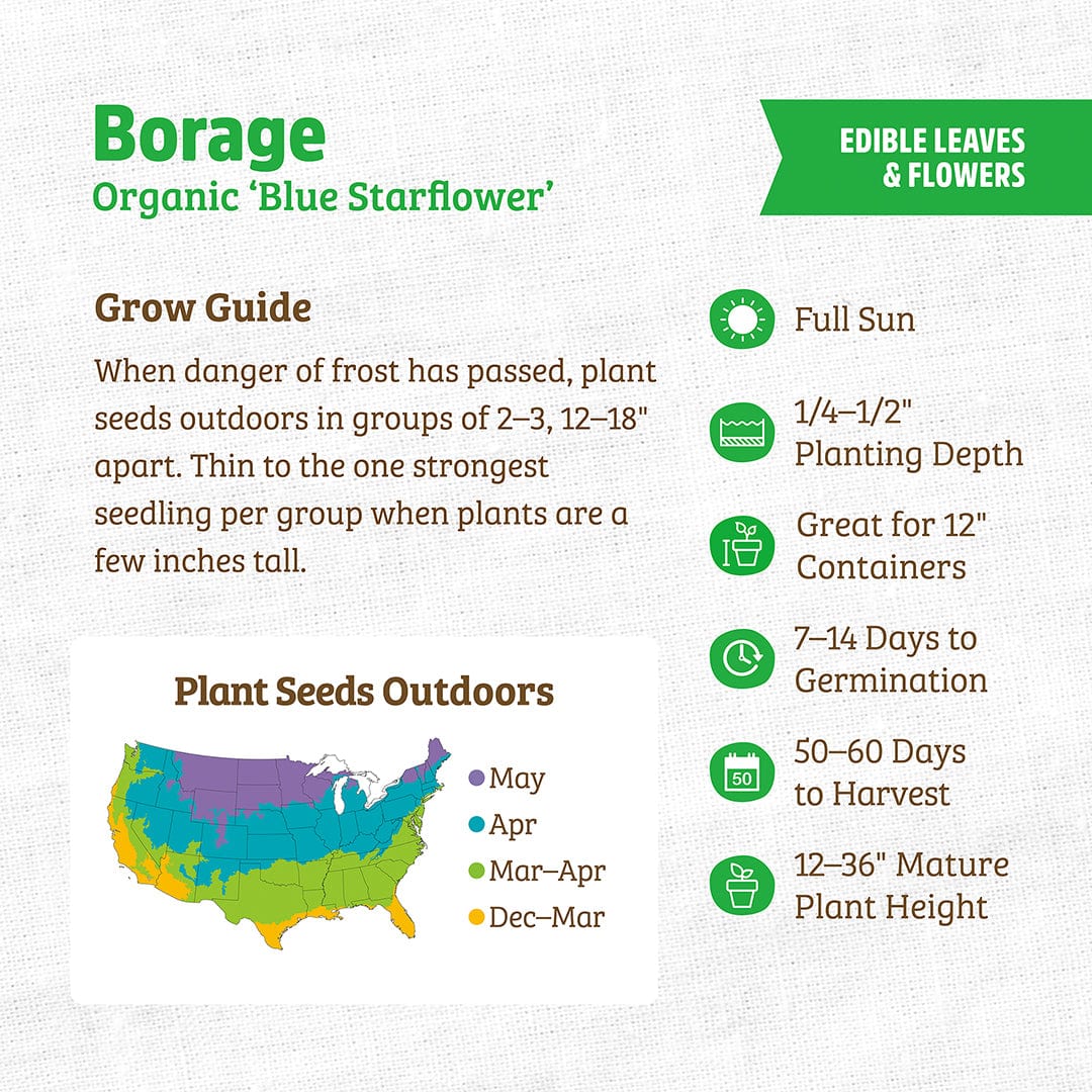 Organic Borage Seeds — 'Blue Starflower' - Image 3