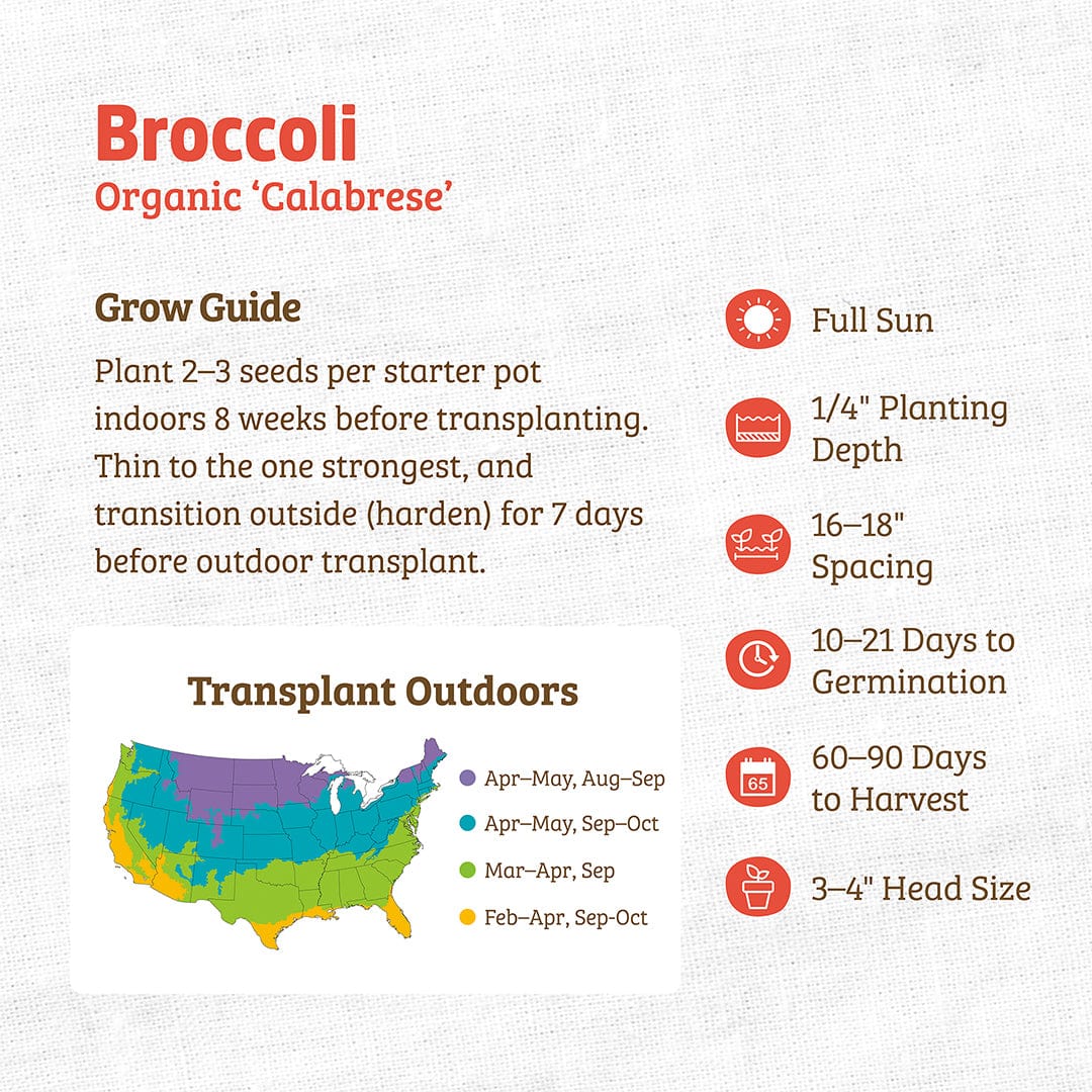 Organic Broccoli Seeds — 'Calabrese' - Image 3