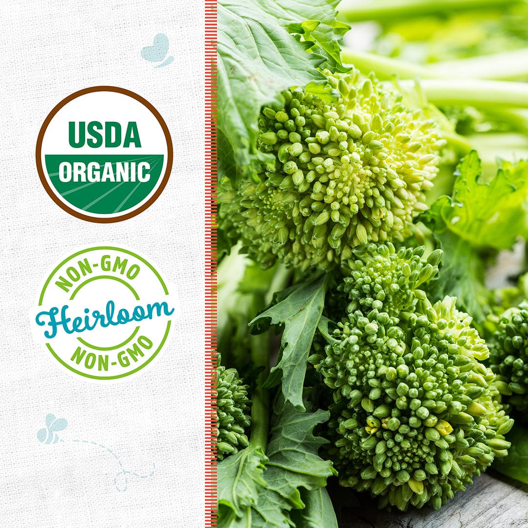 Organic Broccoli Raab Seeds — 'Rapini' - Image 2