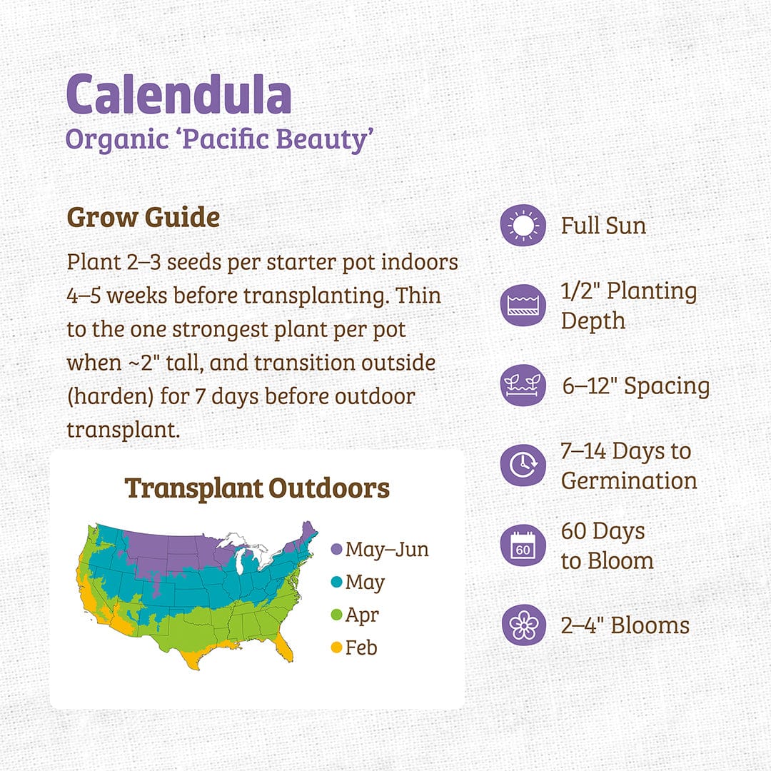 Organic Calendula Seeds — 'Pacific Beauty' - Image 3