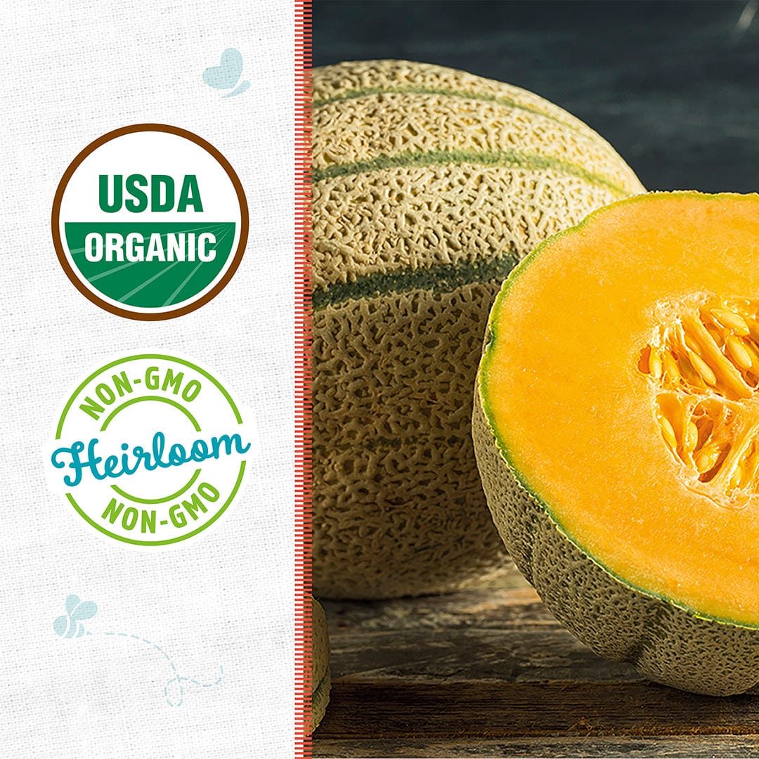 Organic Cantaloupe Seeds — 'Hale's Best Jumbo Melon' - Image 2