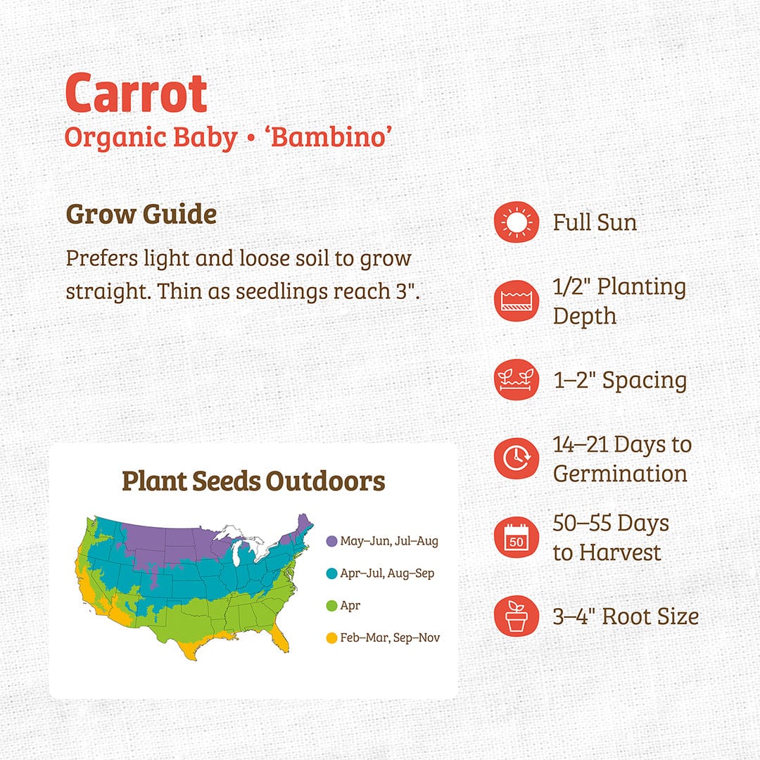 Organic Carrot Seeds — 'Baby Bambino' - Image 3