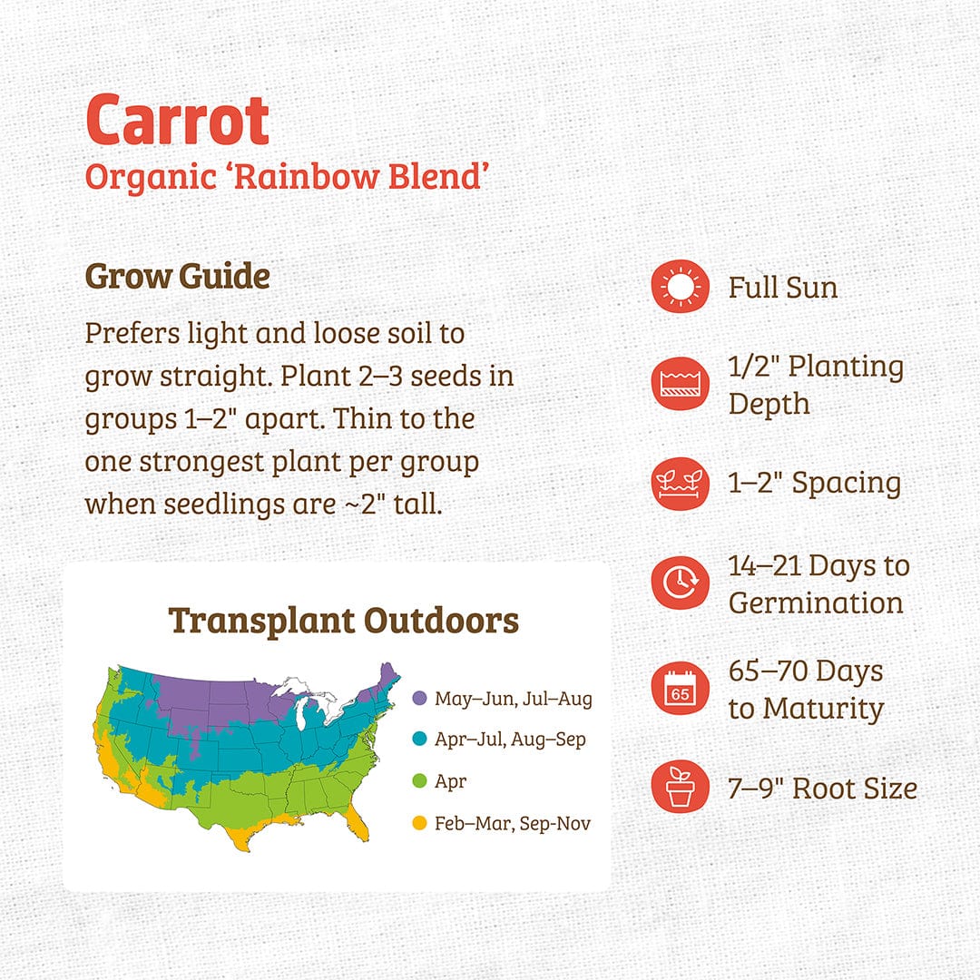 Organic Carrot Seeds — 'Rainbow Blend' - Image 3
