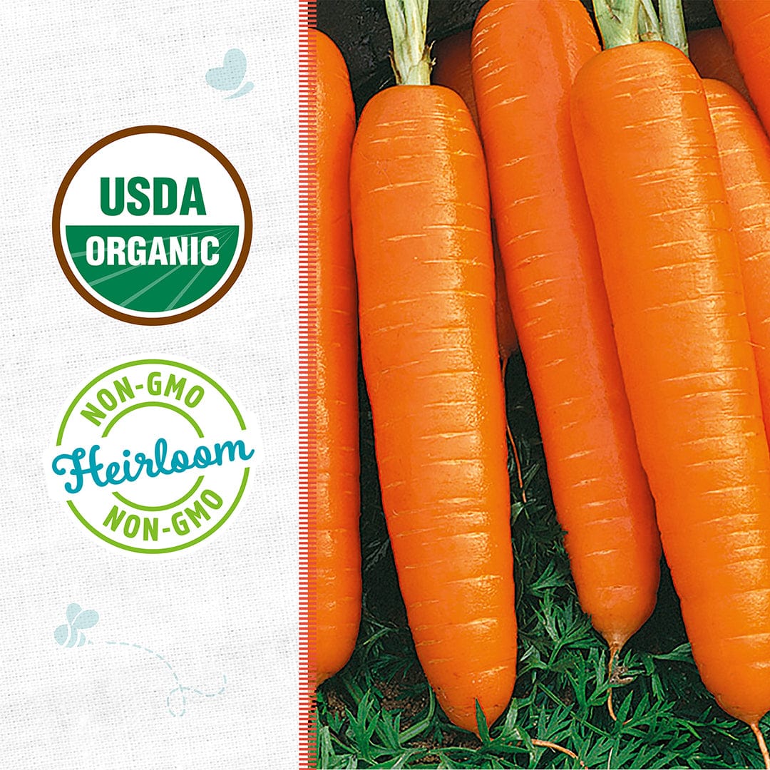 Organic Carrot Seeds — 'Scarlet Nantes' - Image 2