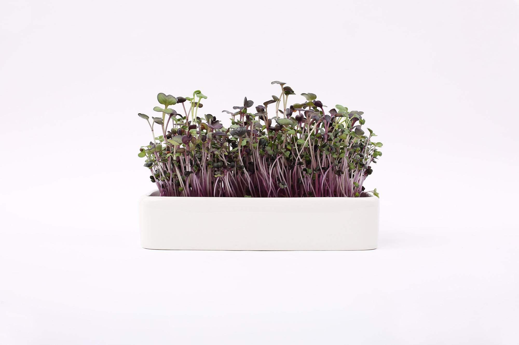 Ceramic Microgreen Grow Tray (no seeds, just planter tray) - Image 7