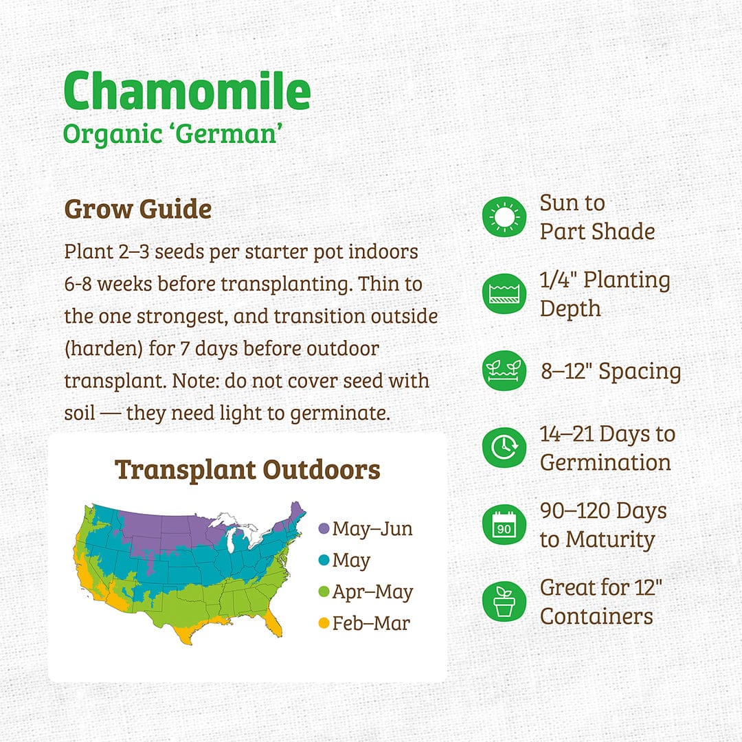 Organic Chamomile Seeds — 'German' - Image 3