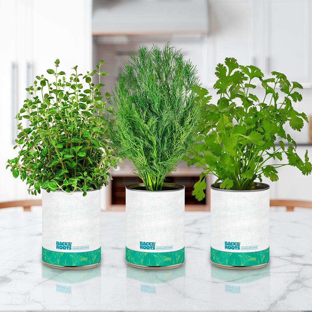 6 Pack of Pre-Grown Cilantro, Dill, Oregano Live Seedlings - Image 4