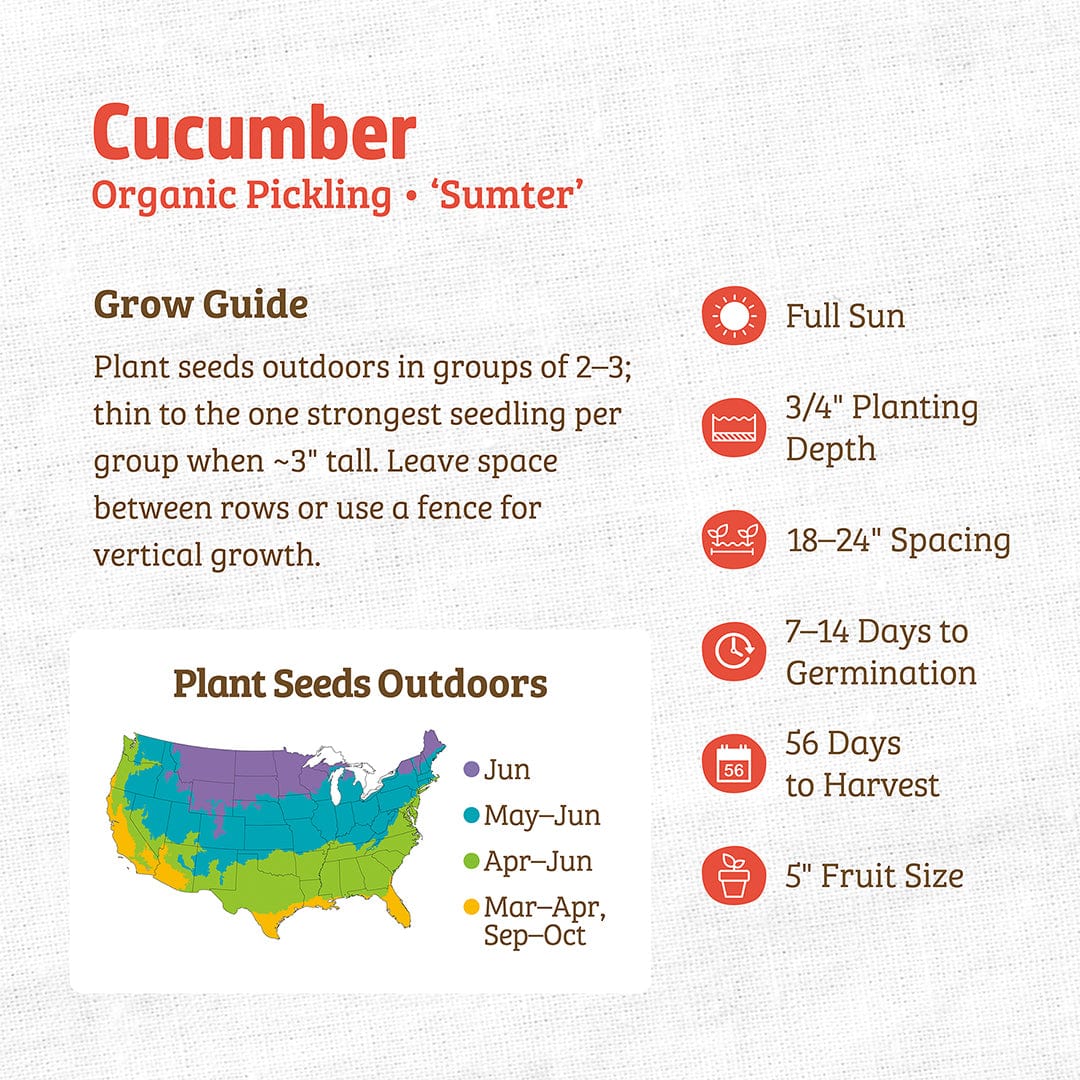 Organic Cucumber Seeds — 'Pickling • Sumter' - Image 3