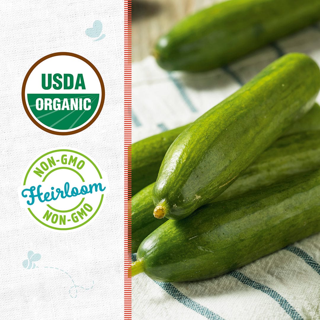 Organic Cucumber Seeds — 'Slicing • Straight Eight' - Image 2