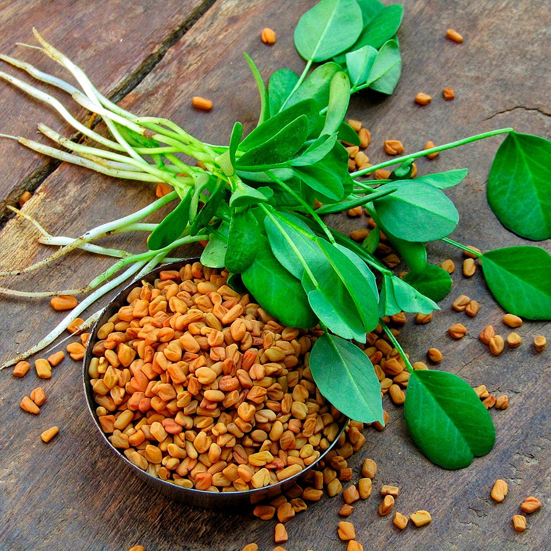 Organic Fenugreek Seeds - Image 7