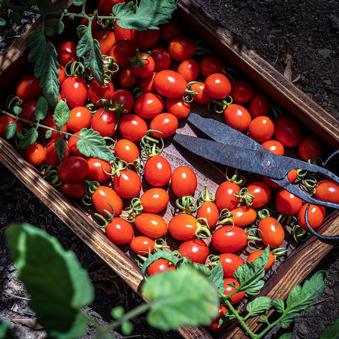 Organic Heirloom Tomato 5-Pack Seed Bundle - Image 9