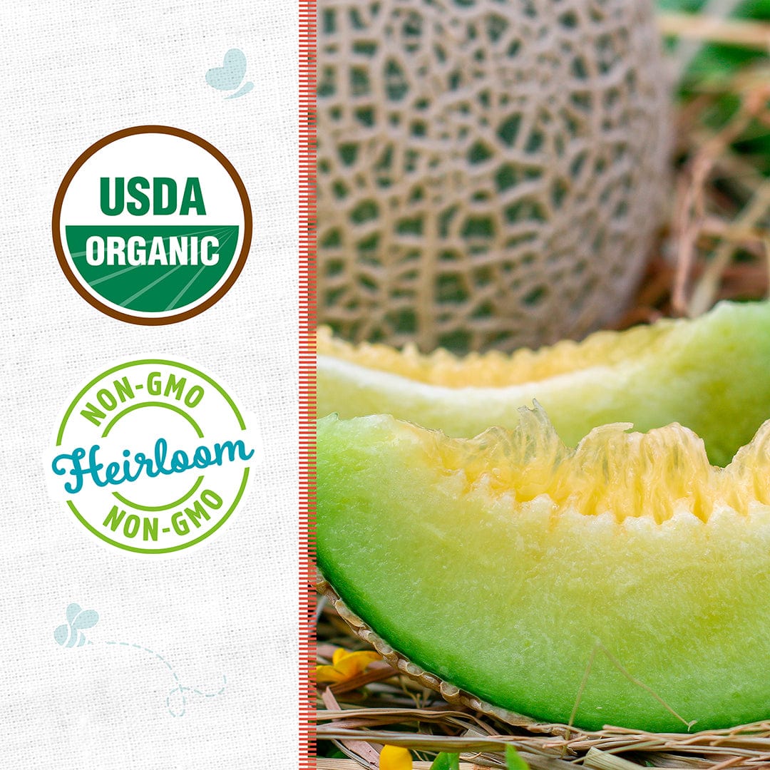 Organic Honeydew Melon Seeds — 'Green Flesh' - Image 2