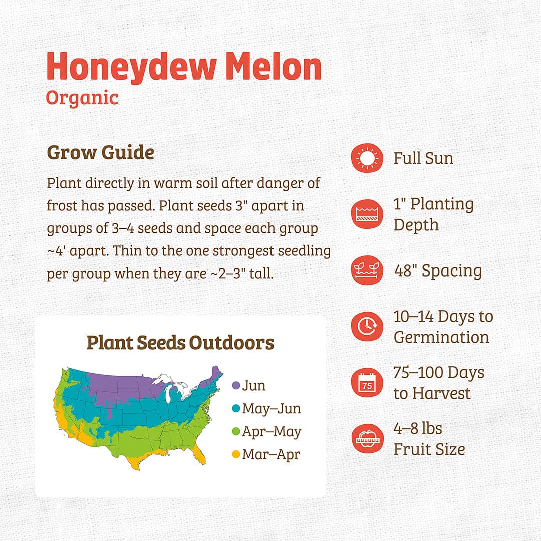 Organic Honeydew Melon Seeds — 'Green Flesh' - Image 3