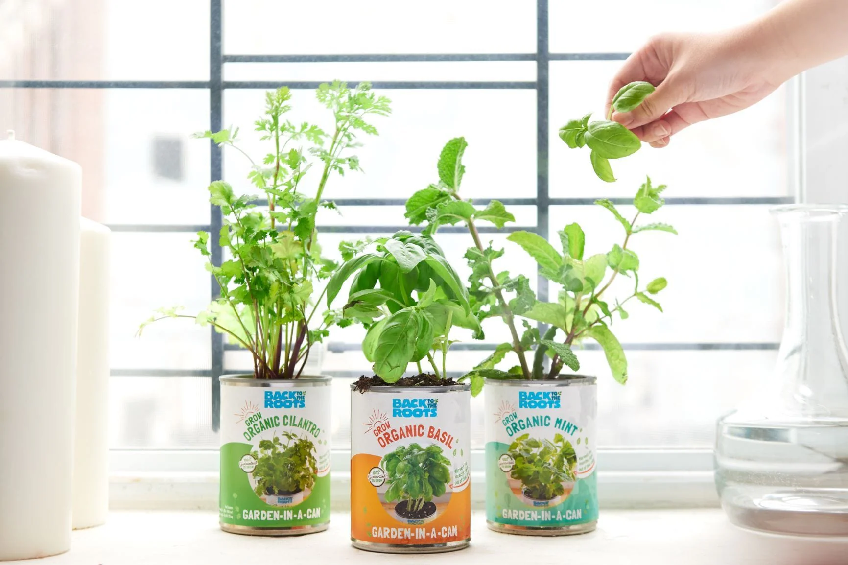 The Indoor Gardening Essentials - Herb, Veggies and Mushrooms 6-Plant Bundle (Save $20) - Image 5