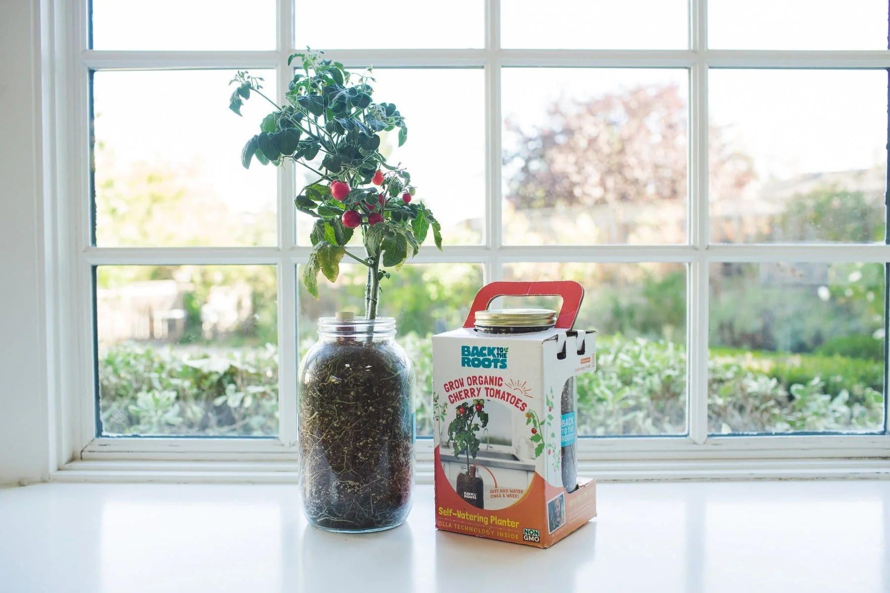 The Indoor Gardening Essentials - Herb, Veggies and Mushrooms 6-Plant Bundle (Save $20) - Image 7