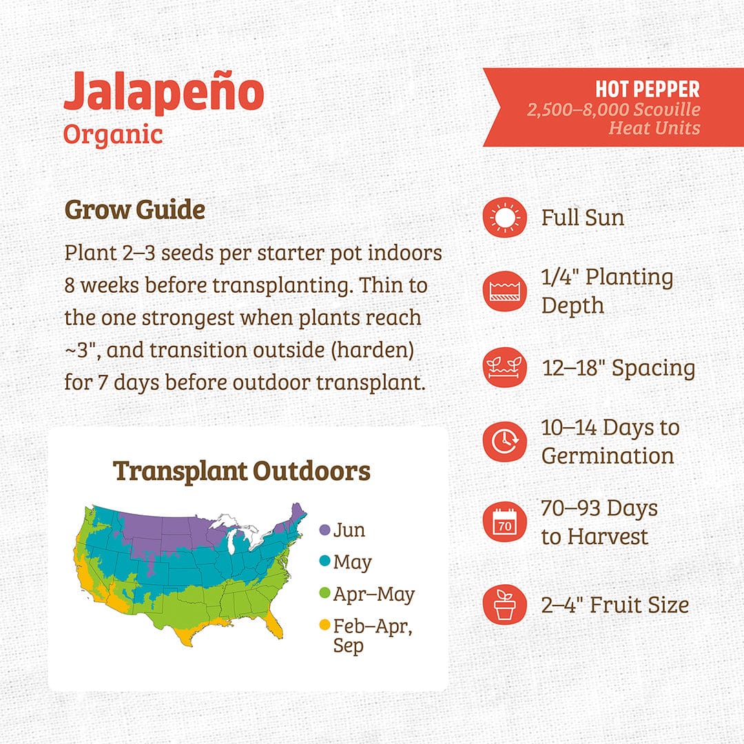 Organic Jalapeño Pepper Seeds - Image 3