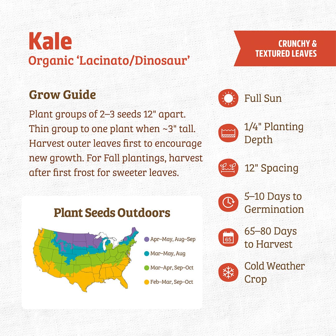 Organic Kale Seeds — 'Lacinato/Dinosuar' - Image 3