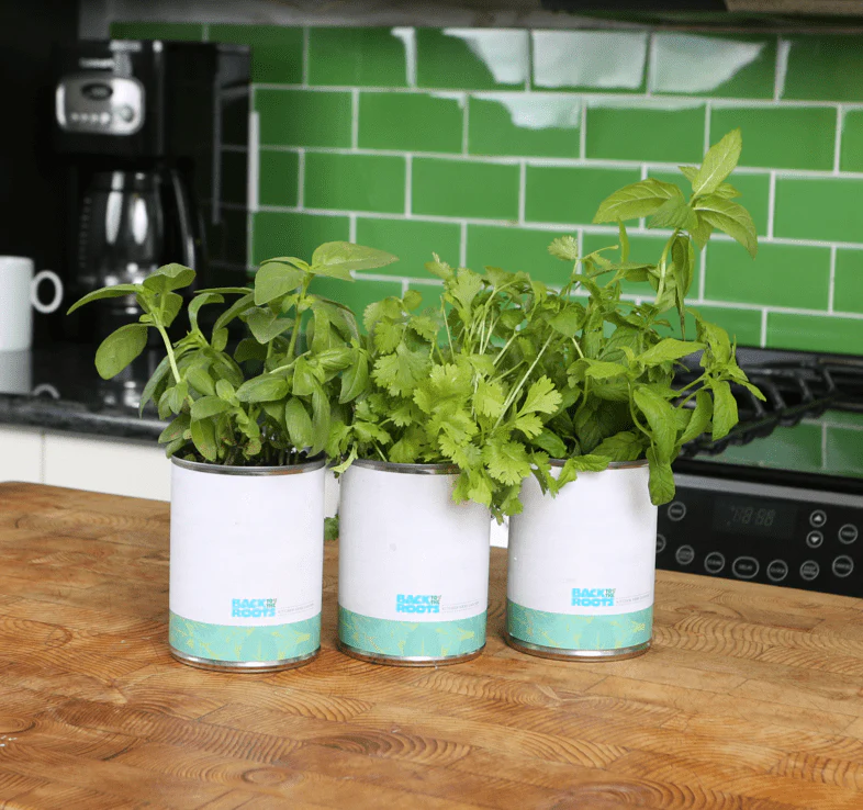 Kitchen Herb Garden - Basil, Mint, Cilantro 3-Pack 🌿 - Image 11