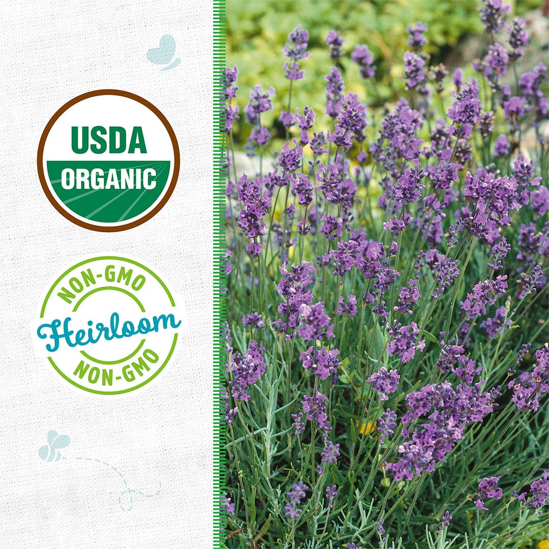 Organic Lavender Seeds — 'English' - Image 2