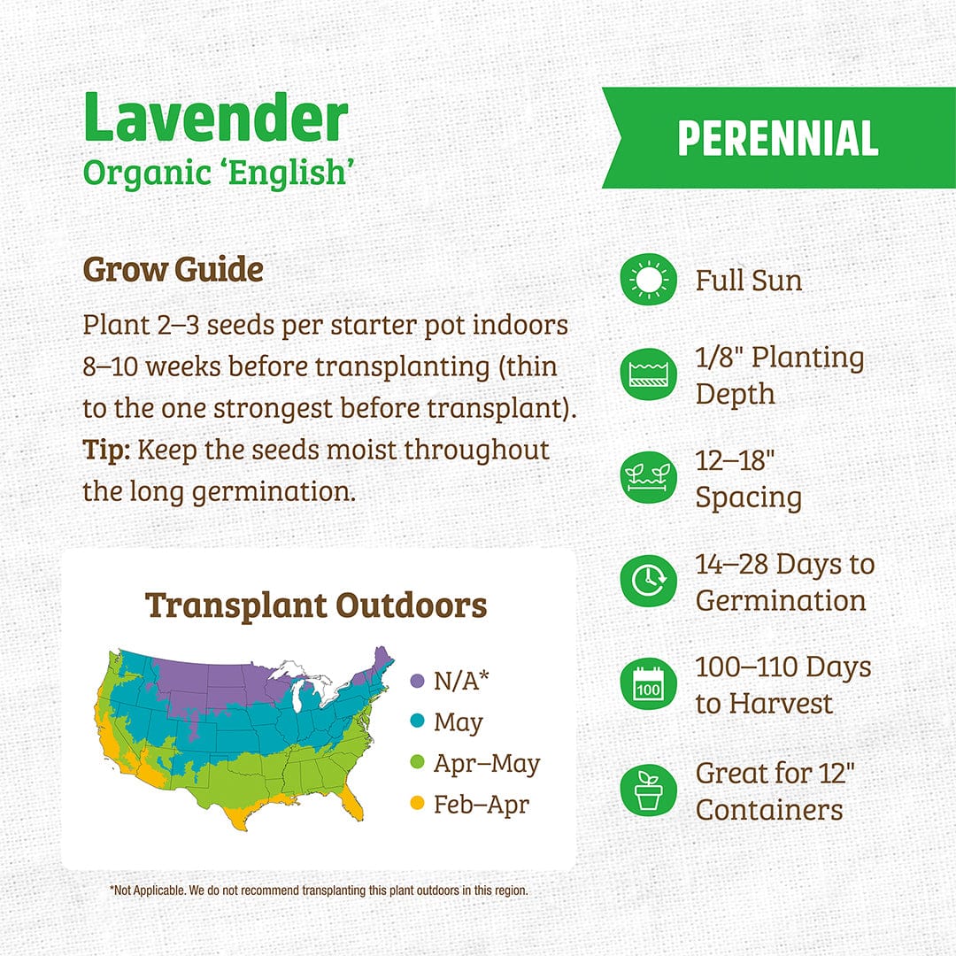 Organic Lavender Seeds — 'English' - Image 3