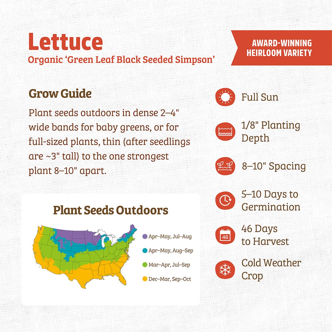 Organic Lettuce Seeds — 'Green Leaf Black Seeded Simpson' - Image 3