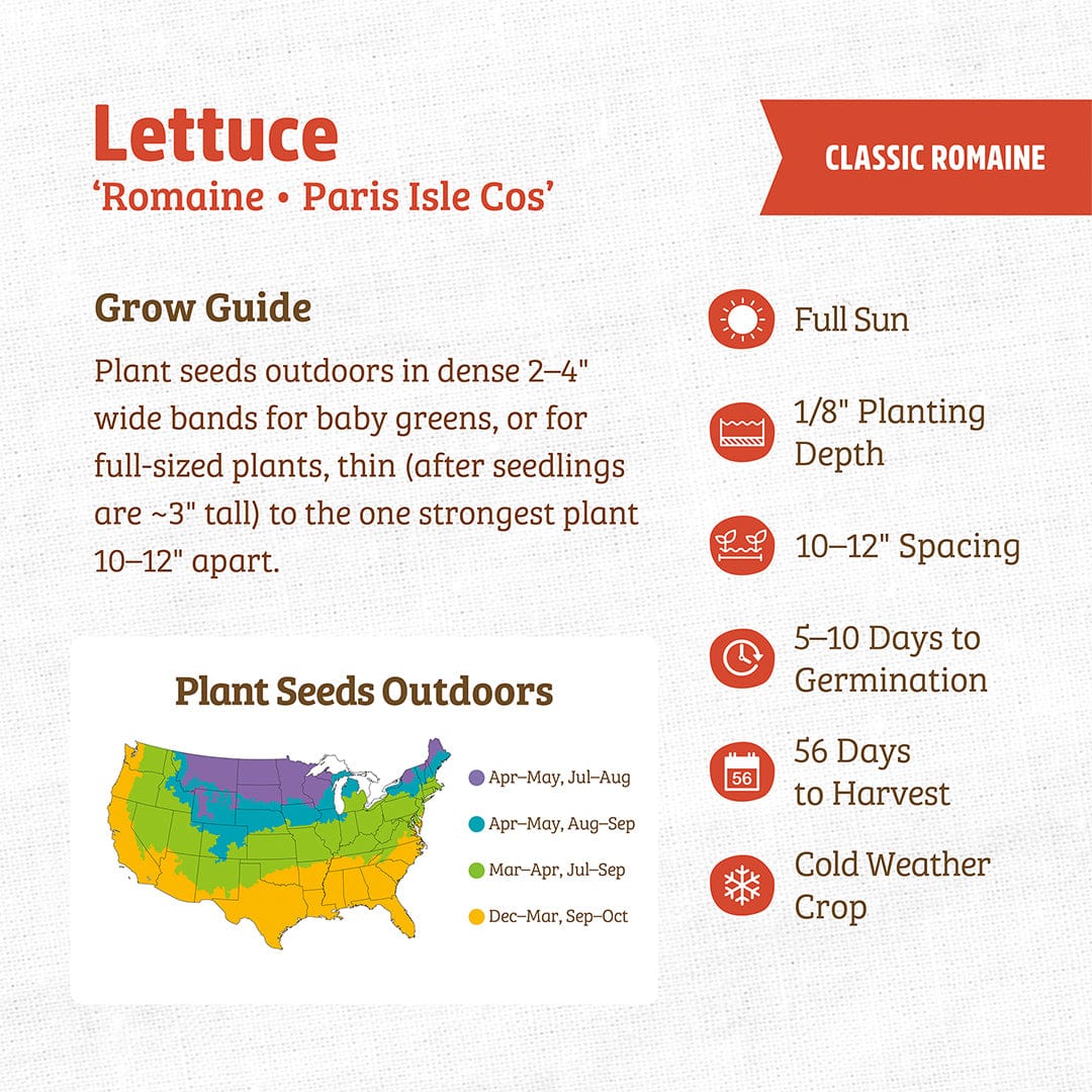 Organic Lettuce Seeds — Romaine • 'Paris Isle Cos' - Image 3