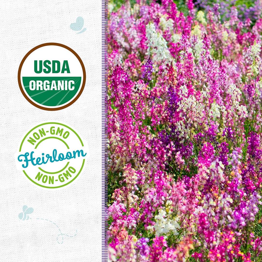 Organic Linaria Seeds — 'Fairy Bouquet' - Image 2