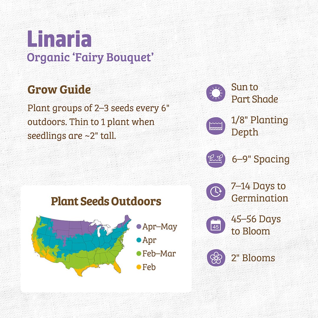 Organic Linaria Seeds — 'Fairy Bouquet' - Image 3