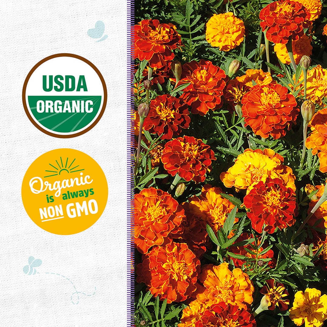Organic Marigold Seeds — 'Sparky' - Image 2
