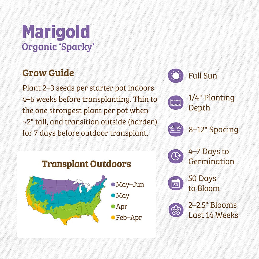 Organic Marigold Seeds — 'Sparky' - Image 3