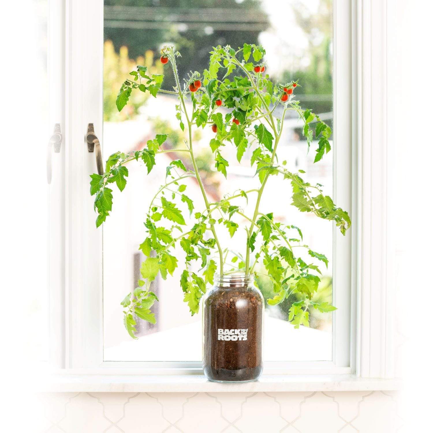 Herb & Veggie 4-Pack (Mason Jar Set) - Basil, Mint, Tomato and Pepper Planters - Image 3