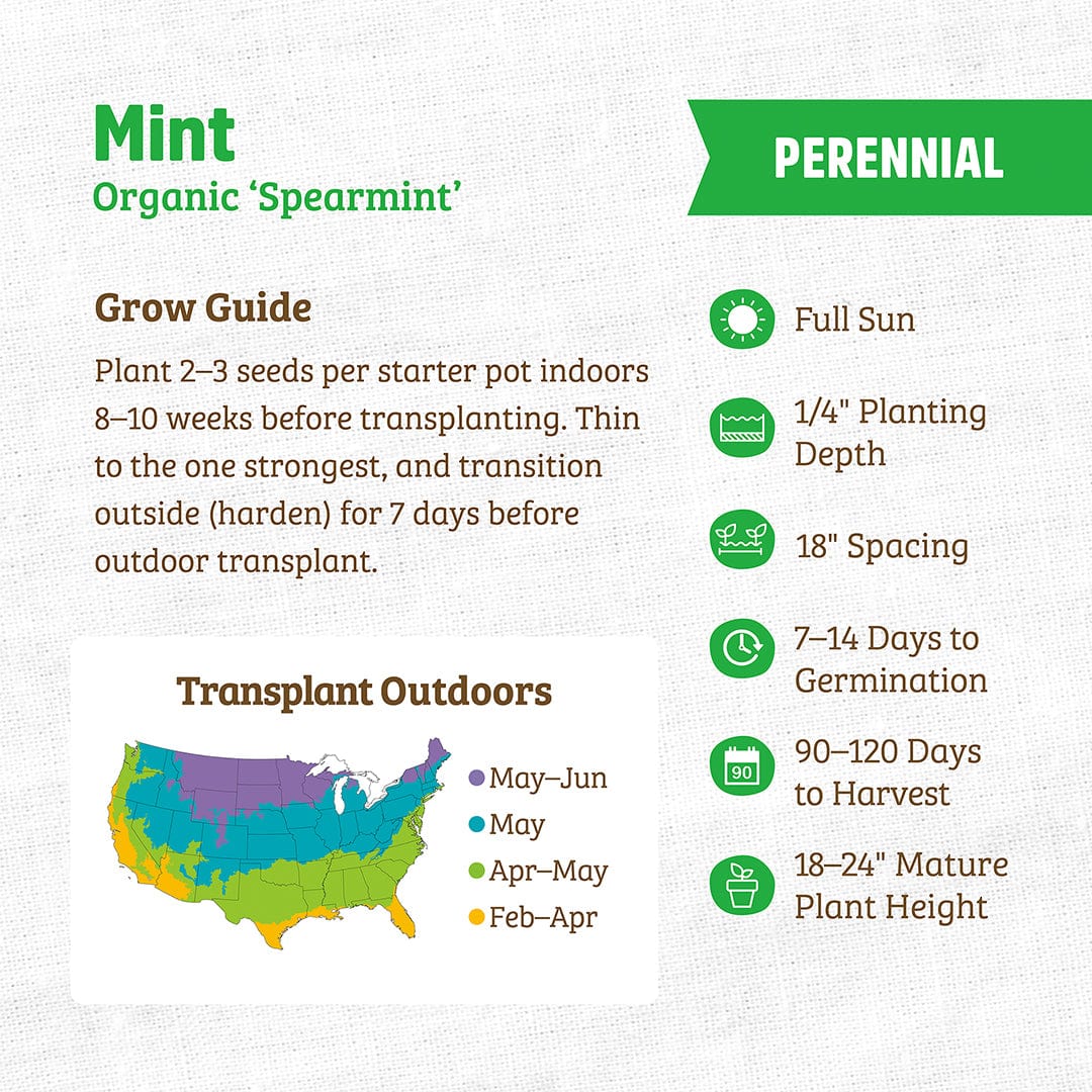 Organic Mint Seeds — 'Spearmint' - Image 3