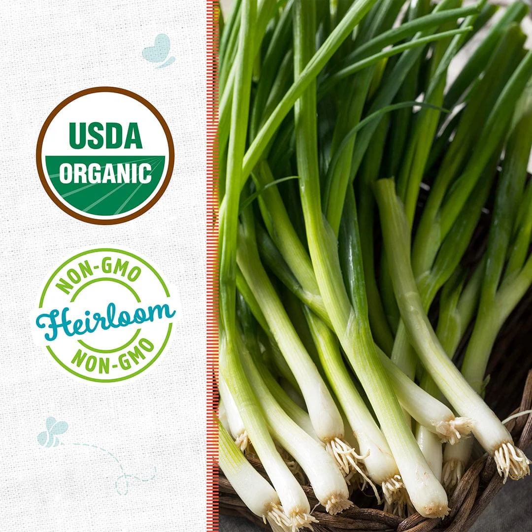 Organic Onion Seeds — 'Evergreen Bunching' - Image 2