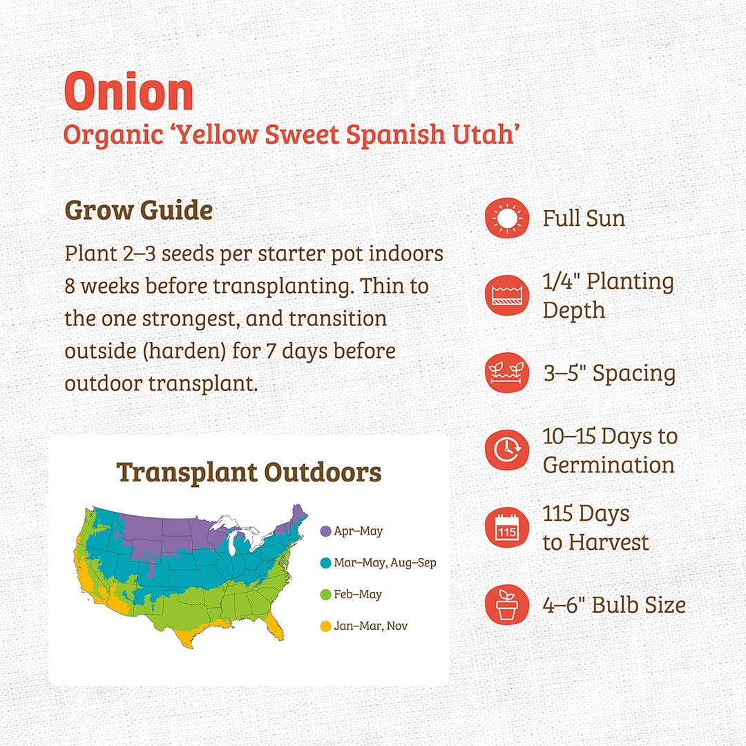 Organic Onion Seeds — 'Yellow Spanish Utah' - Image 3