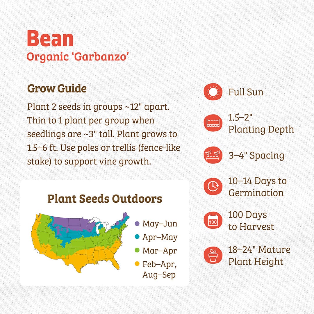 Organic Bean Seeds — 'Garbanzo' - Image 3
