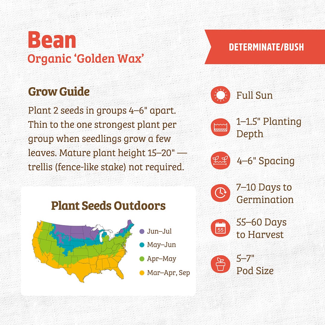 Organic Bean Seeds — 'Golden Wax' - Image 3