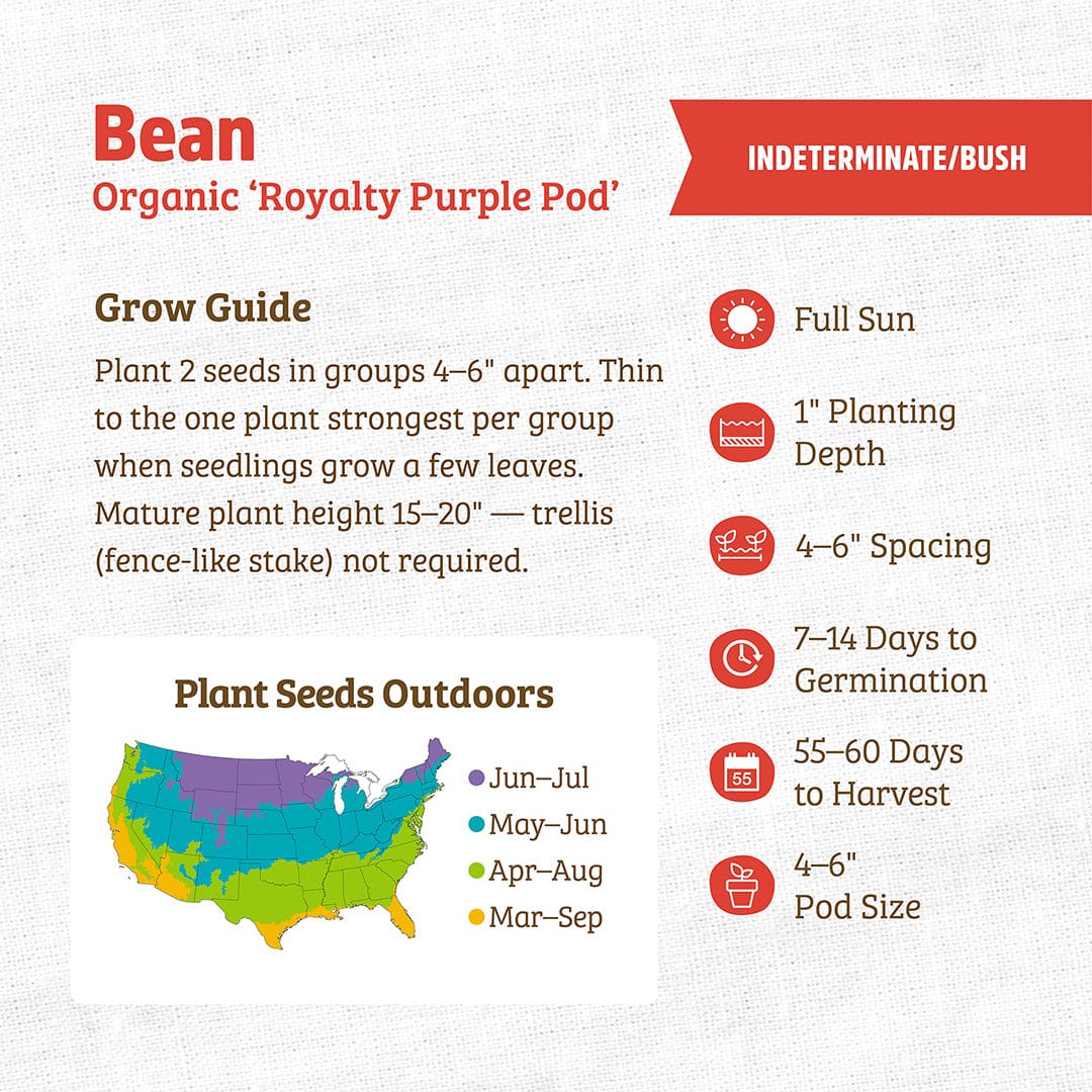 Organic Bean Seeds — 'Royalty Purple Pod' - Image 3