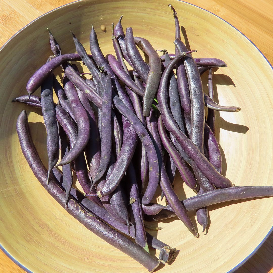 Organic Bean Seeds — 'Royalty Purple Pod' - Image 6