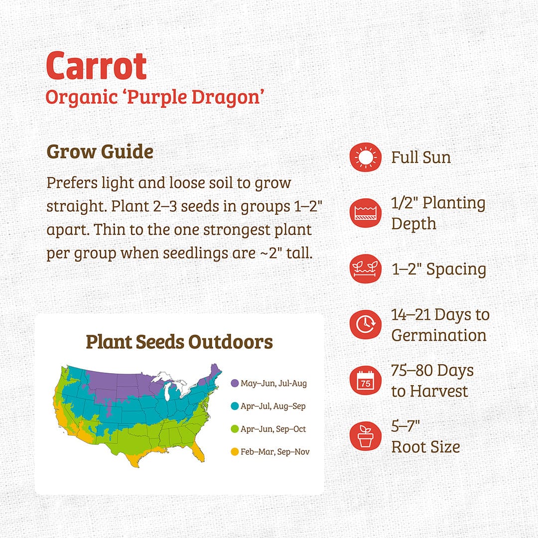 Organic Carrot Seeds — 'Purple Dragon' - Image 3