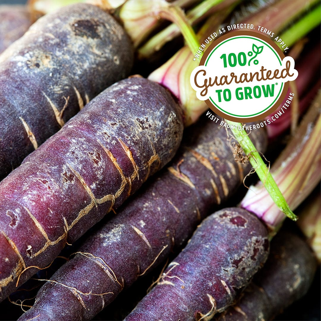 Organic Carrot Seeds — 'Purple Dragon' - Image 5
