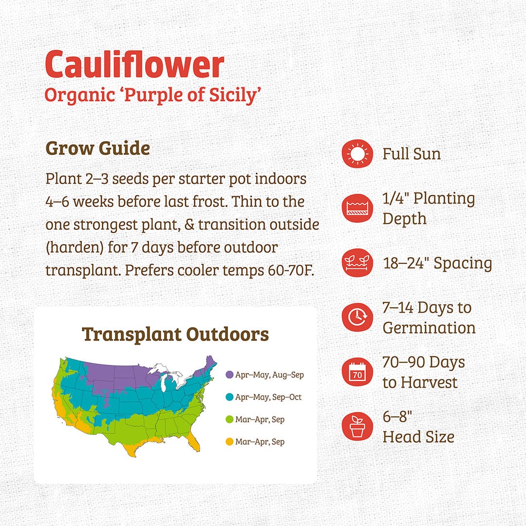 Organic Cauliflower Seeds — 'Purple of Sicily' - Image 3