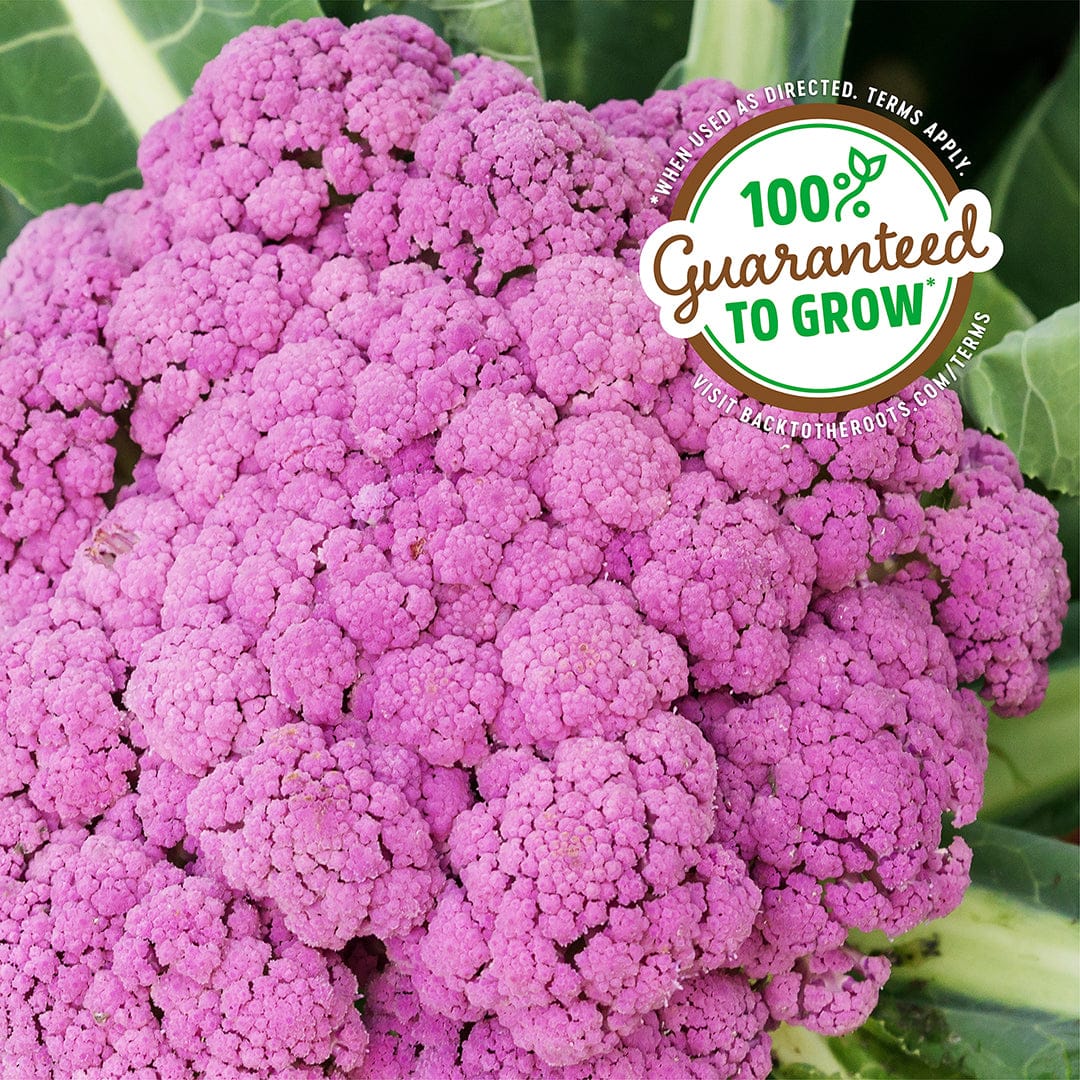 Organic Cauliflower Seeds — 'Purple of Sicily' - Image 5