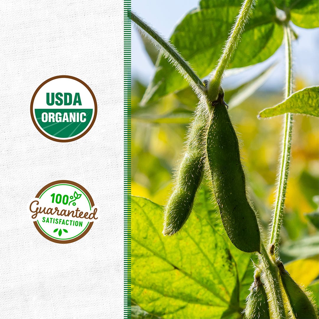 Organic Soybean Cover Crop Seeds - Image 2