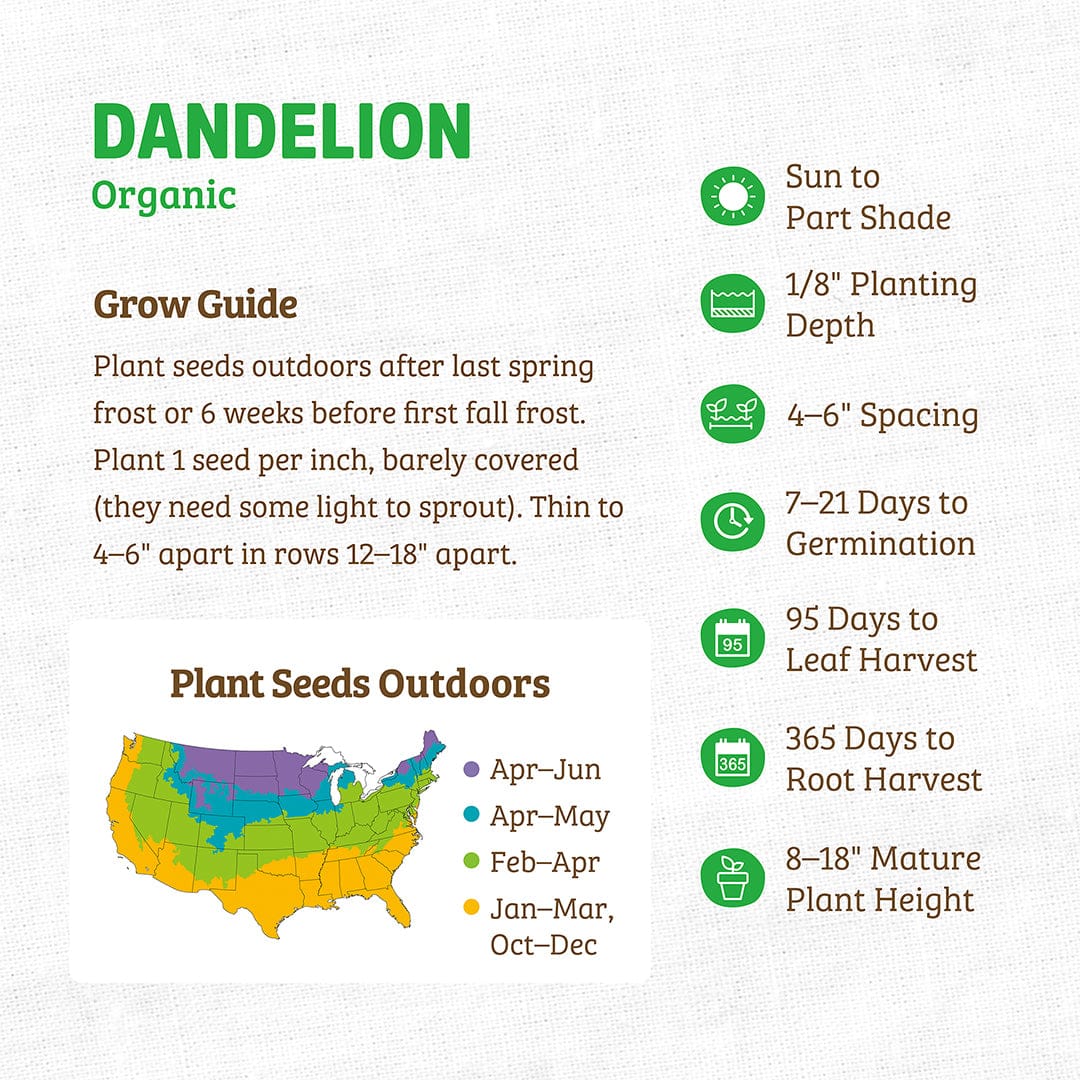 Regenerative Organic Certified® Dandelion Seeds - Image 4