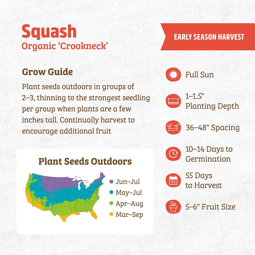 Organic Squash Seeds — 'Crookneck' - Image 3