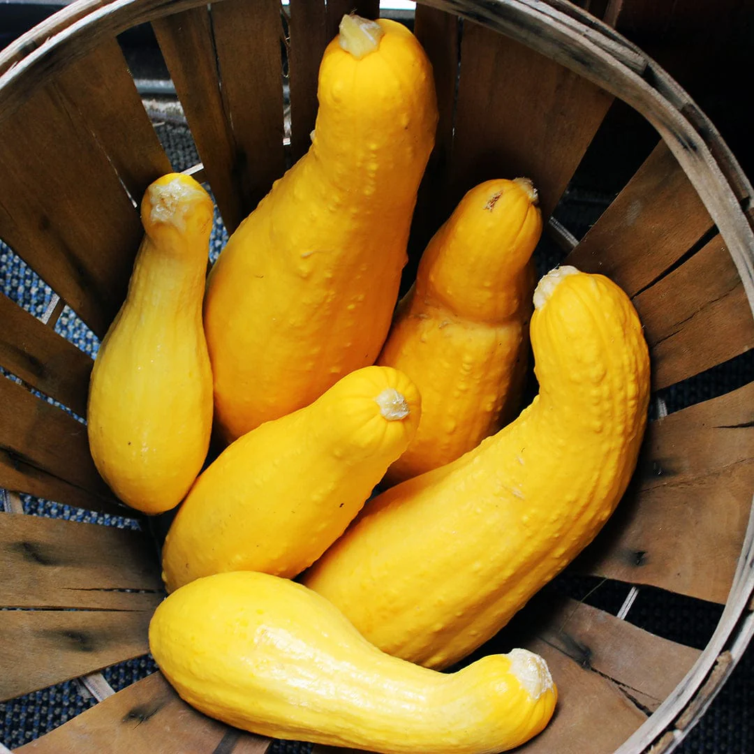 Organic Squash Seeds — 'Crookneck' - Image 6